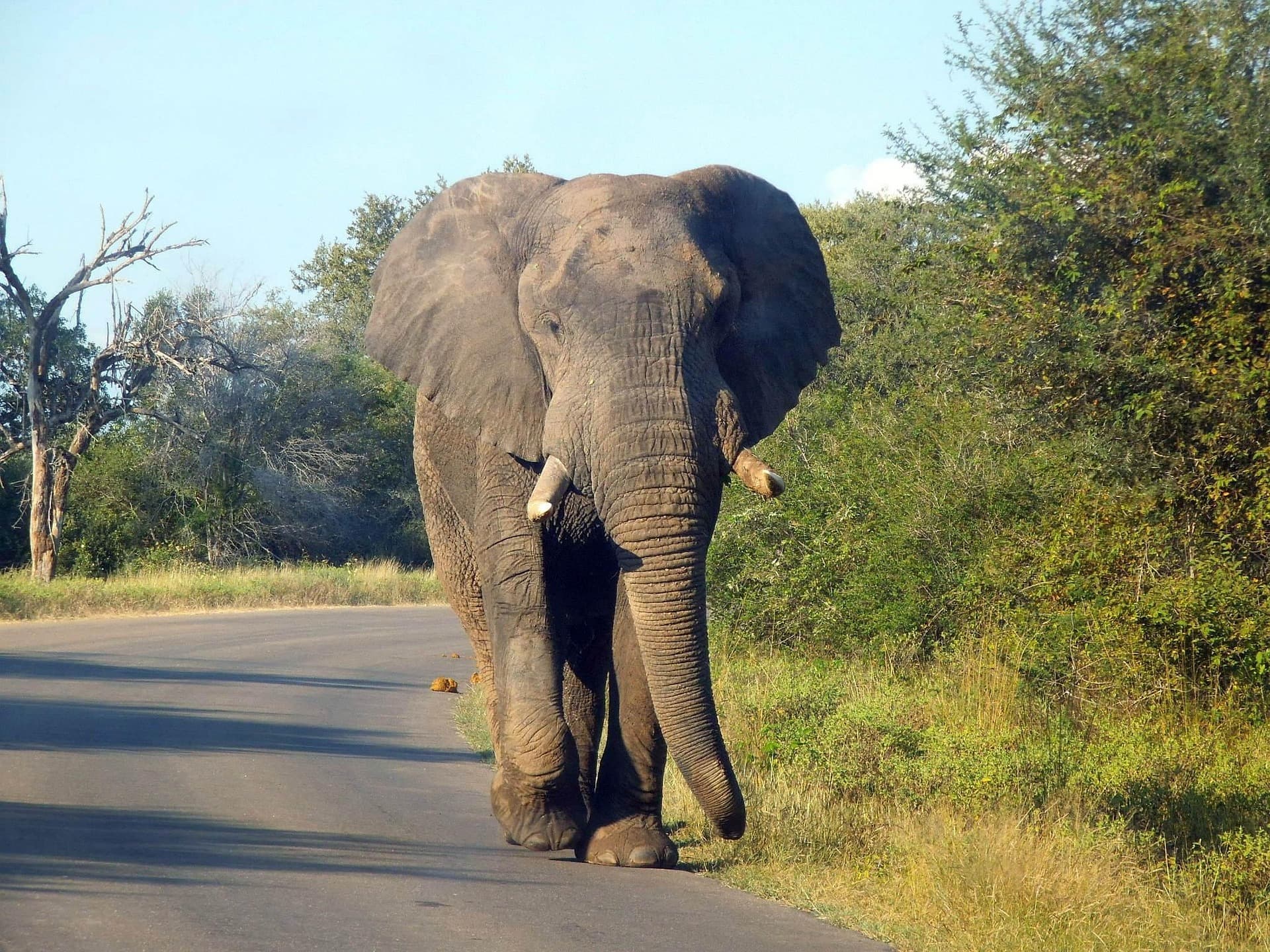 Top 5 Kruger Drives from White River: A Local's Guide